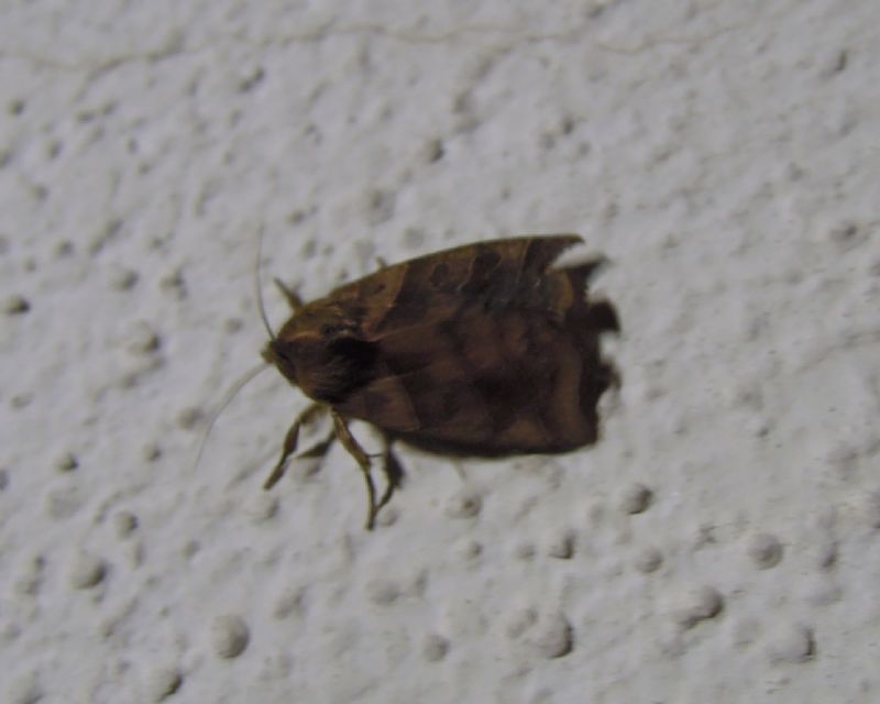 Ipimorpha retusa ?? S